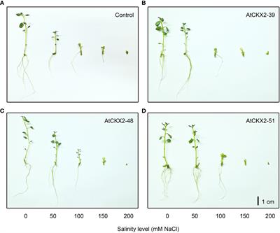 Cytokinin deficiency confers enhanced tolerance to mild, but decreased tolerance to severe salinity stress in in vitro grown potato